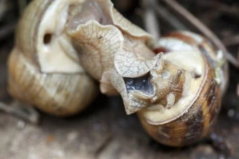Two snails mate. They connected with each other. On a natural background. Stock Photos
