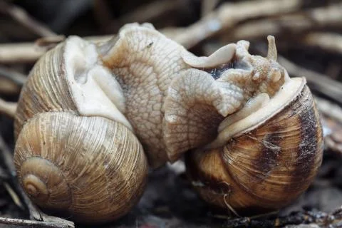 Two snails mate. They connected with each other. On a natural background. Stock Photos