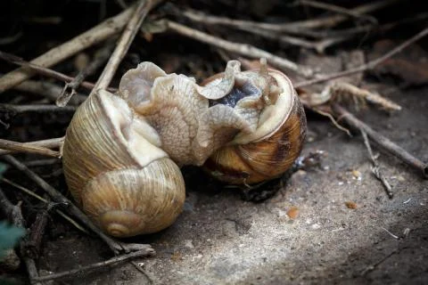 Two snails mate. They connected with each other. On a natural background. 스톡 사진