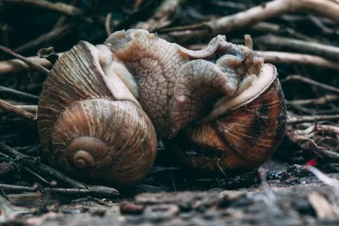 Two snails mate. They connected with each other. On a natural background. Stock Photos
