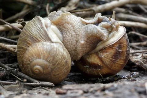 Two snails mate. They connected with each other. On a natural background. Stock Photos