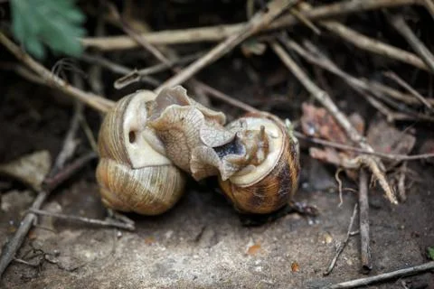 Two snails mate. They connected with each other. On a natural background. Stock Photos