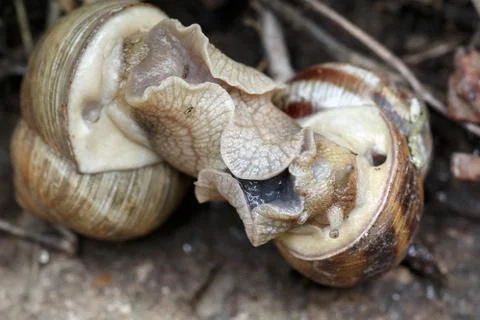 Two snails mate. They connected with each other. On a natural background. Stock Photos