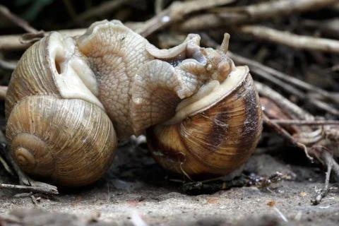 Two snails mate. They connected with each other. On a natural background. Stock Photos
