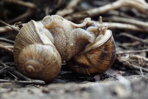 Two snails mate. They connected with each other. On a natural background. 스톡 사진