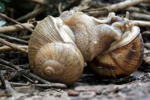 Two snails mate. They connected with each other. On a natural background. Stock Photos