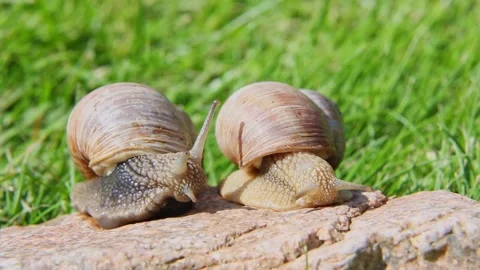 Two snails meeting on rock surface in green grass Stock Footage 318963521
