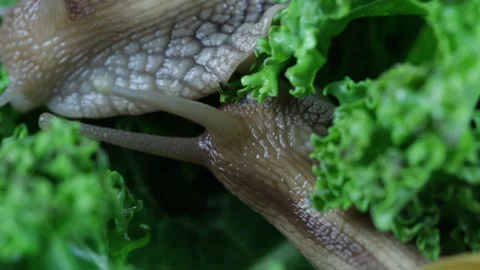 Two snails met in the forest, macro Video stock 127379228