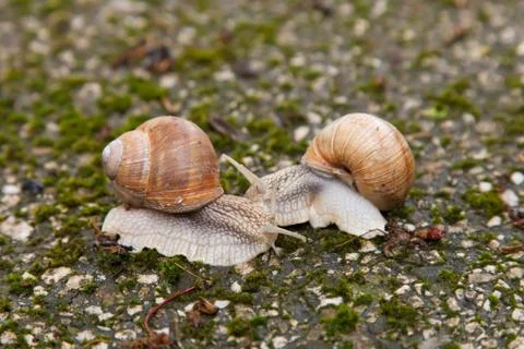 Two snails on mossy rocks Stock Photos