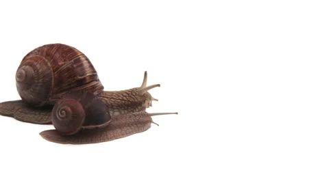Two snails moving forward on white background Stock-Footage 41291537