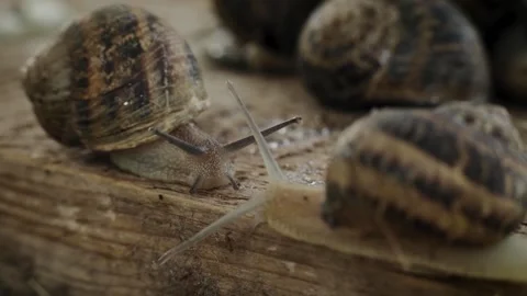 Two snails moving slowly to each other. Helix Aspersa Muller Snail, Helix Stock Footage 245383803