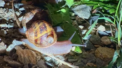 Two snails moving slowly together over rocky ground in garden at night clos.. Stock Footage 337770307