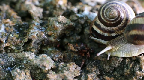 Two snails, one quickly crawls Stock Footage 52426681