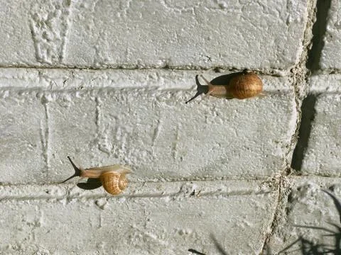Two snails on a painted brick wall Foto stock