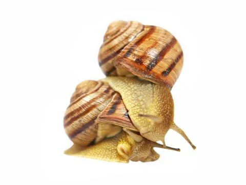 Two snails. Stock Photos