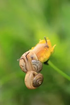 Two snails Stock Photos