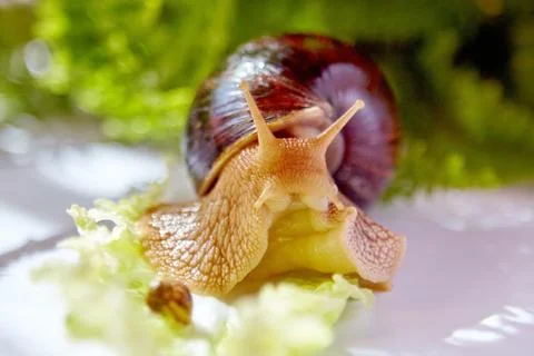 Two snails 스톡 사진