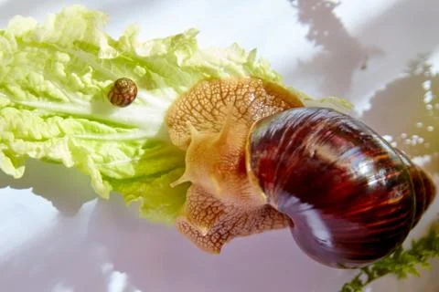 Two snails Foto stock