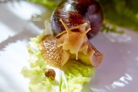 Two snails Stock Photos