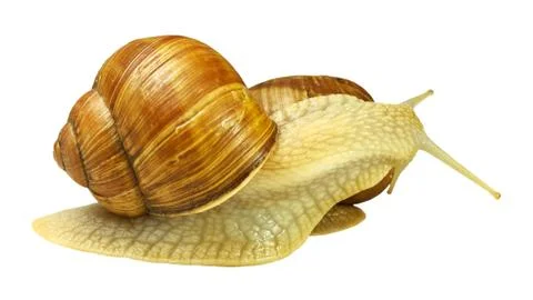 Two snails Stock Photos