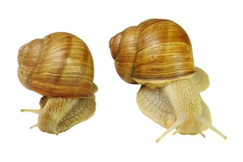 Two snails Stock Photos