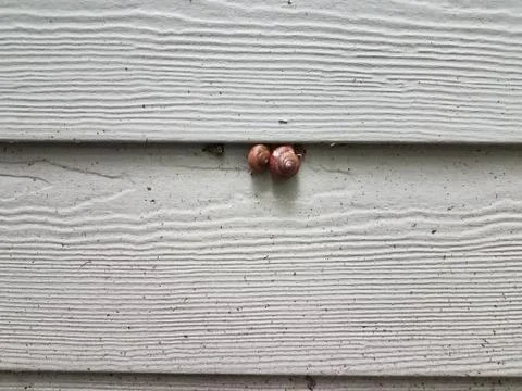 Two snails with shell on dirty white house siding Stock Photos