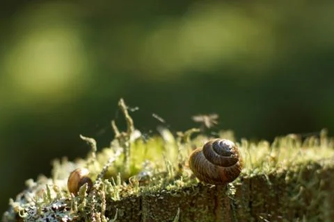 Two snails sleep in the forest on moss in the summer in the early morning Stock Photos