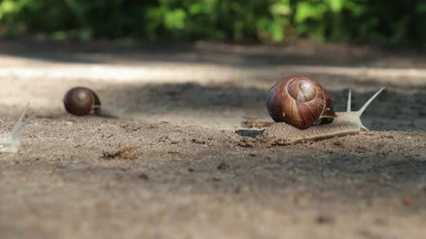 Two snails slowly crawling in a wooded area. Vídeo Stock 162527181