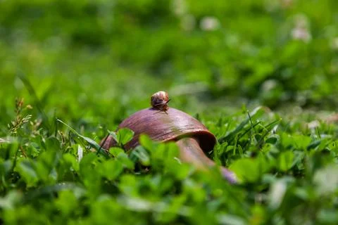 Two snails, a small one sitting on the shell of a large one. The concept of f Stock Photos
