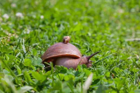 Two snails, a small one sitting on the shell of a large one. The concept of f Stock Photos