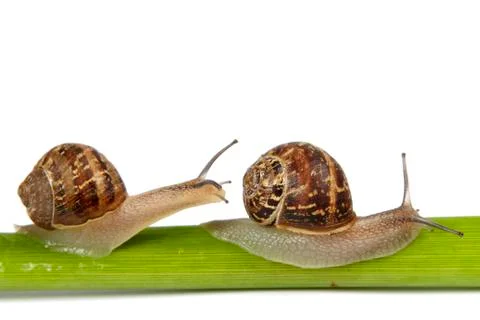 Two snails on a stem Foto stock