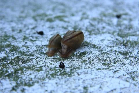 Two Snails on the stone Stock Photos