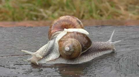 Two snails in tight connection Stock Footage 51347660