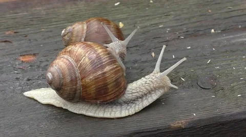 Two snails in tight connection Stock Footage 54922177