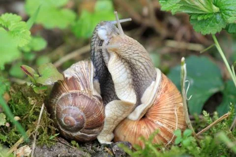 Two snails in tight connection Stock Photos