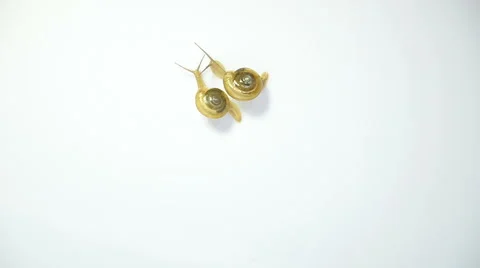 Two snails together 스톡 동영상 41871906
