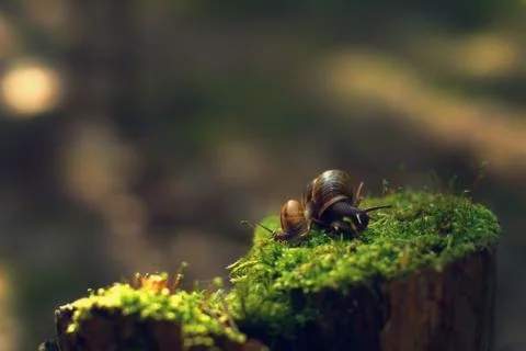 Two snails turned away in different directions early in the morning on a peng Stock Photos