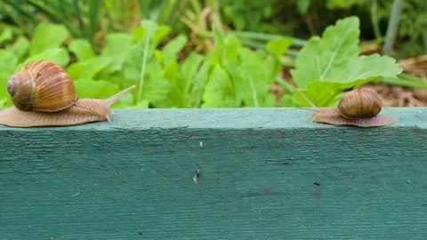 Two snails walking opposite each other Stock Footage 280898643