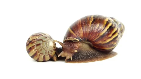 Two snails on a white back close-up 스톡 동영상 176421573