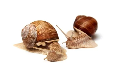 Two snails on a white background. Isolated. The concept of relationships, lov Stock Photos