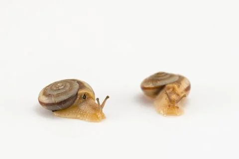 Two snails on the white background Foto stock