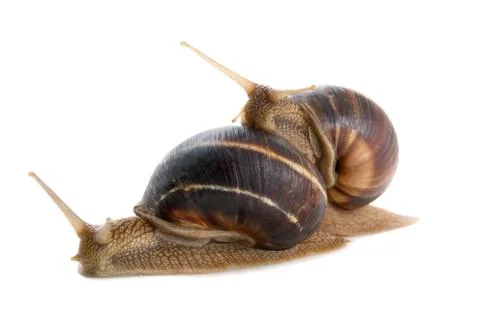 	Two snails on a white background Foto stock