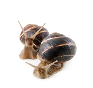 	Two snails on a white background Stock Photos