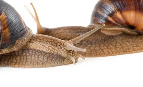 	Two snails on a white background Stock Photos
