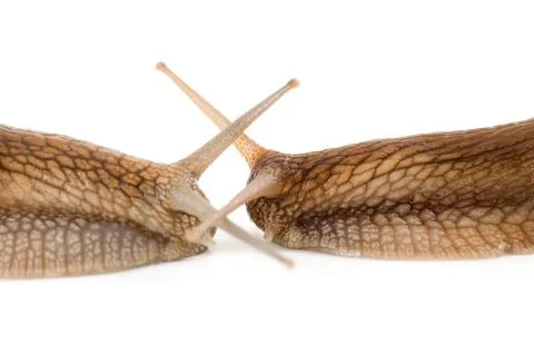 	Two snails on a white background Stock Photos