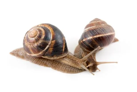 	Two snails on a white background Stock Photos