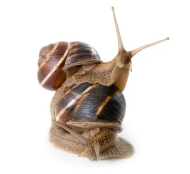 	Two snails on a white background Foto stock