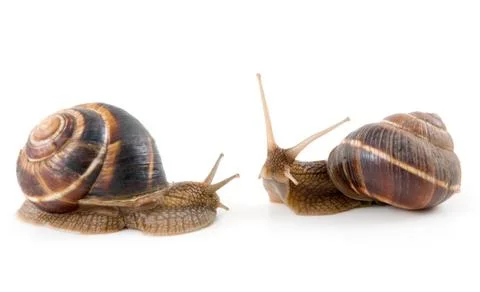 	Two snails on a white background Stock Photos