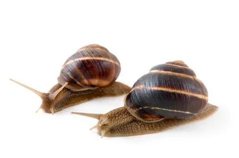 	Two snails on a white background Stock Photos