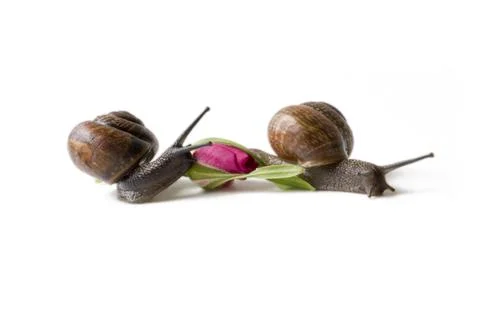 Two snails on a white background Stock Photos